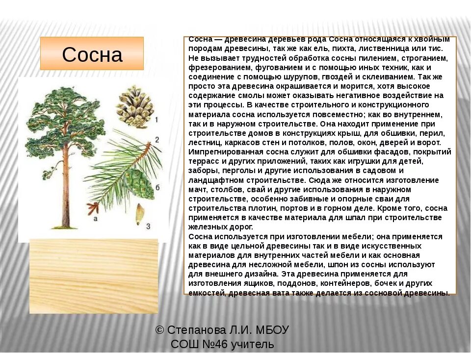 Порода древесины сосна. Лиственные породы древесины. Хвойные и лиственные породы деревьев. Описание древесины сосны.