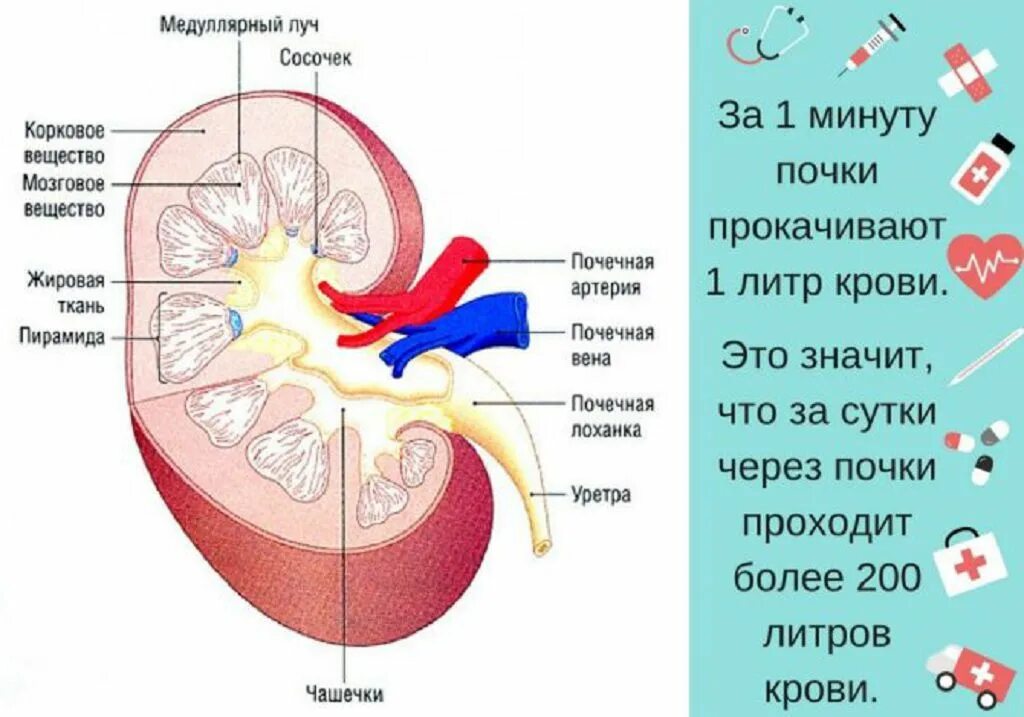 Почках и в головном мозге. Строение почки сосочек. Строение мозгового вещества почки. Строение почки почечные сосочки. Строение почки человека анатомия.