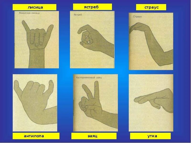 Происхождение жеста. Теория жестов. Теории происхождения языка. Происхождение жеста. Происхождение жеста.