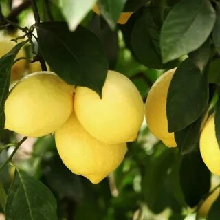 Опадают лимоны