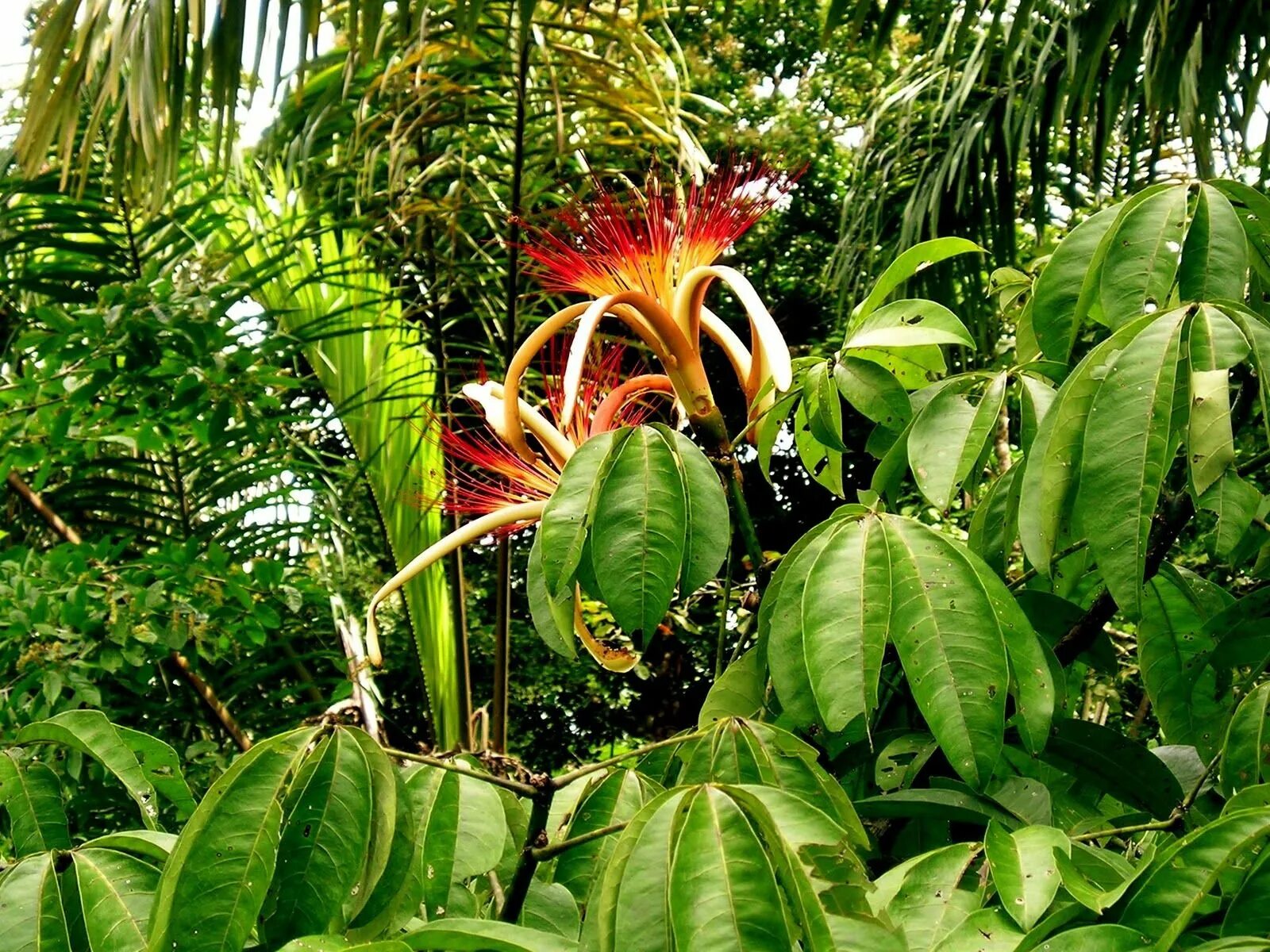 Чили Сельва тропические цветы. Монстера эпифит. Тропические растения Индостана. Тропические леса Южной Америки Пахистахис.