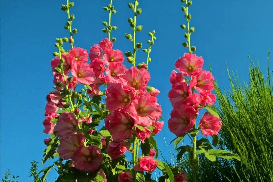 Как размножается мальва. Цветки мальвы. мальва мавритана. мальва alcea double cassis.