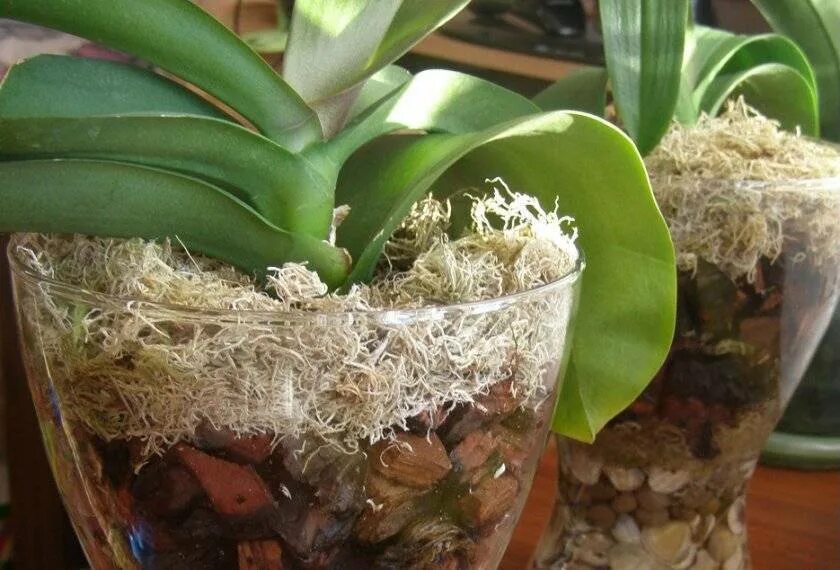 Посадка орхидеи фаленопсис. Орхидея фаленопсис без грунта. Фаленопсис Валенсия. Грунт для орхидеи в горшке. Орхидея посадка в горшок