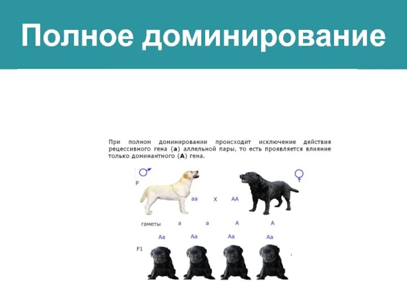 Доминирующая стадия