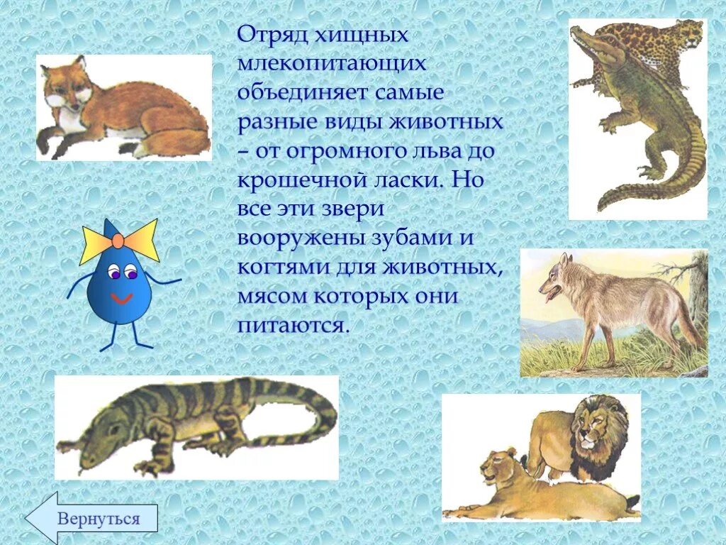 Хищники 1 класс. Хищные животные. Отряд хищники. Хищники названия животных. Отряды млекопитающих хищники.