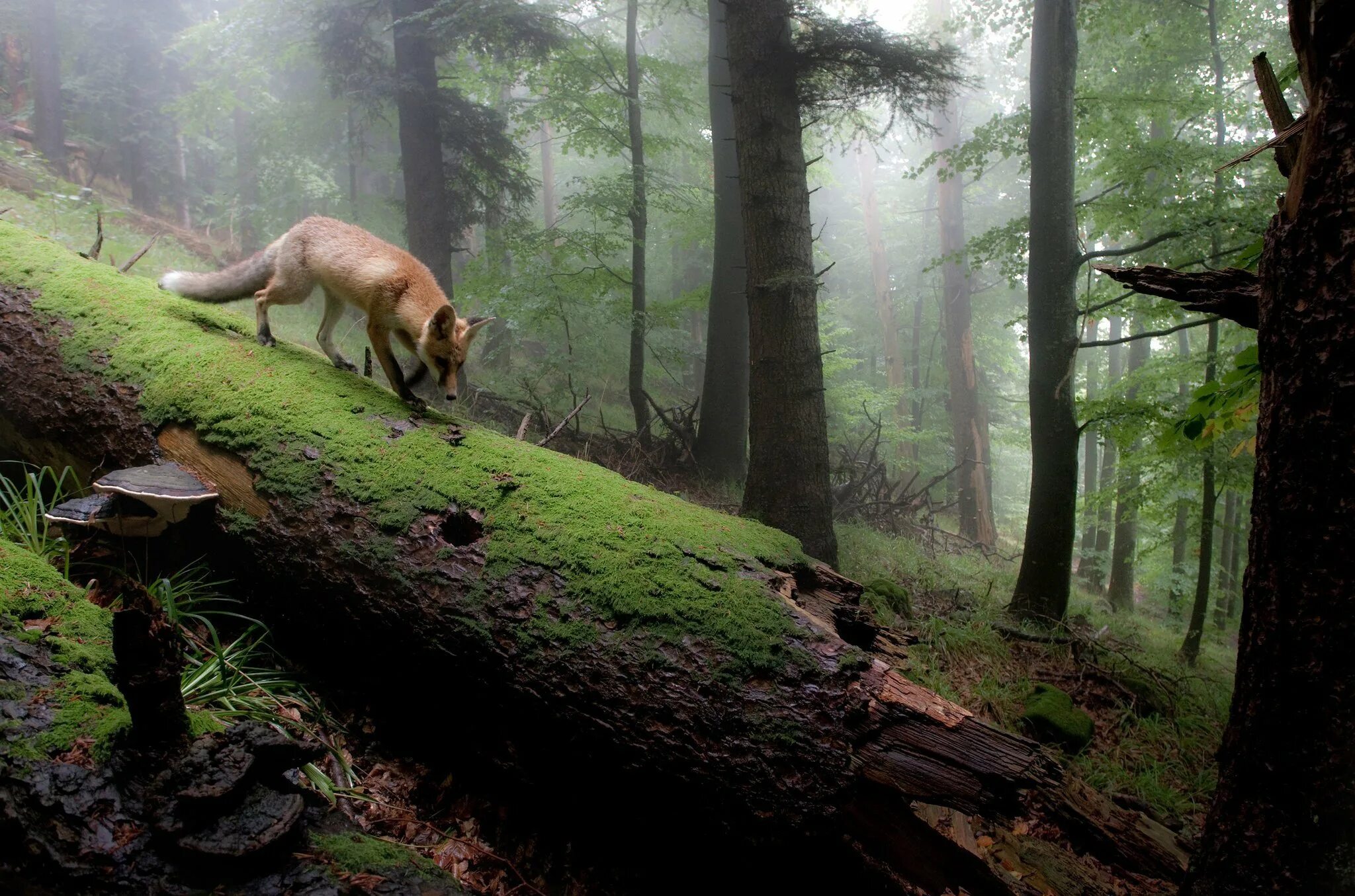 Nature is wild. Дикий лес. Лес с животными. Звери в лесу. Природа лес.