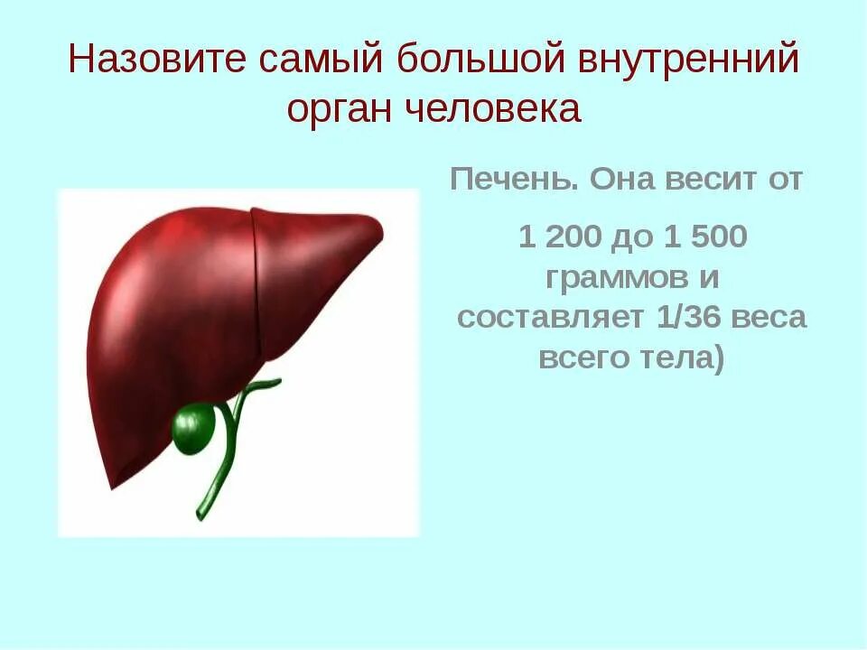 Самая большая печень. Доклад о печени человека. Доклад про печень. Внутренние органы печень.