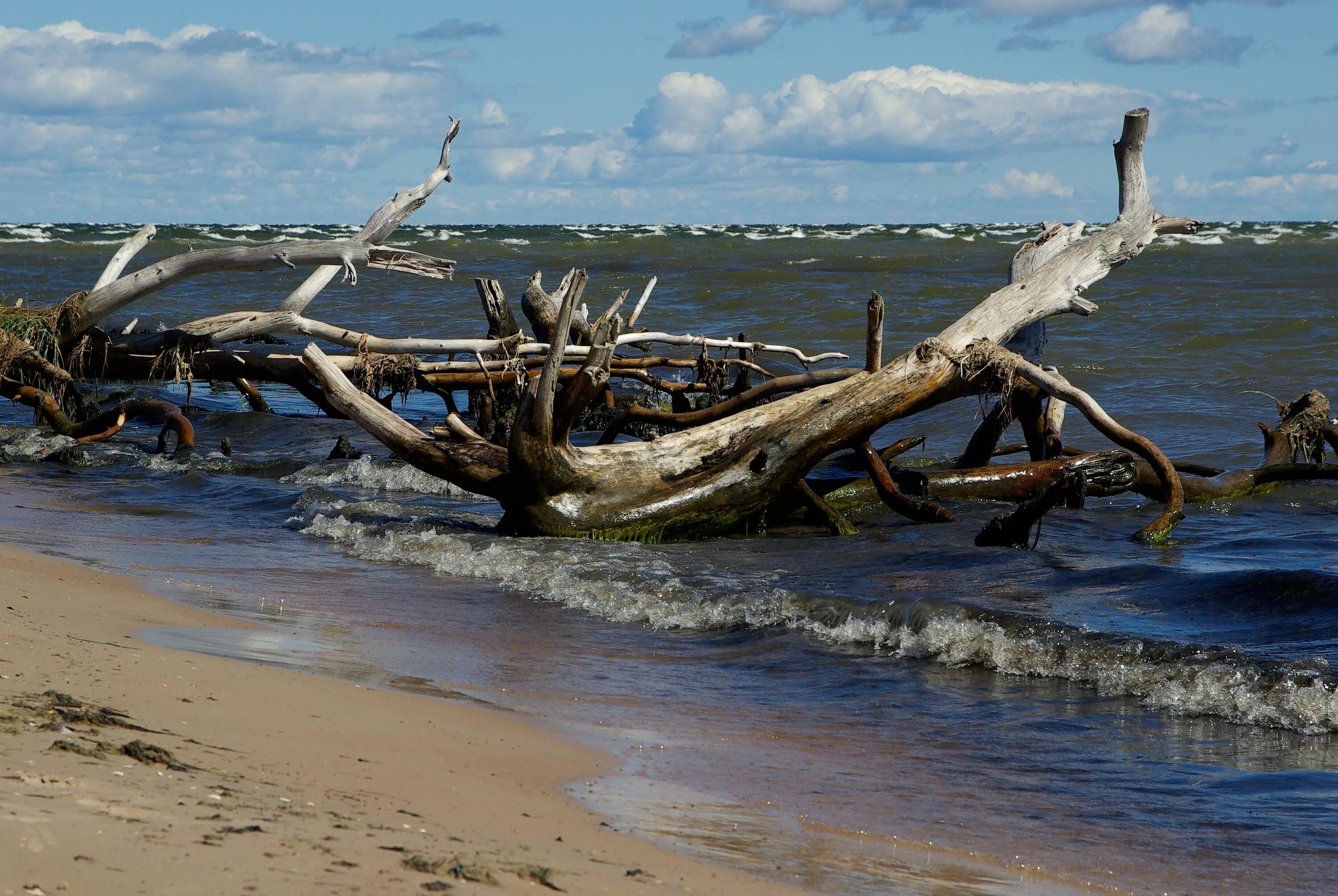 Дрифтвуд финский залив. Коряга на берегу моря. Коряга на пляже. Коряги из моря. Коряги на берегу