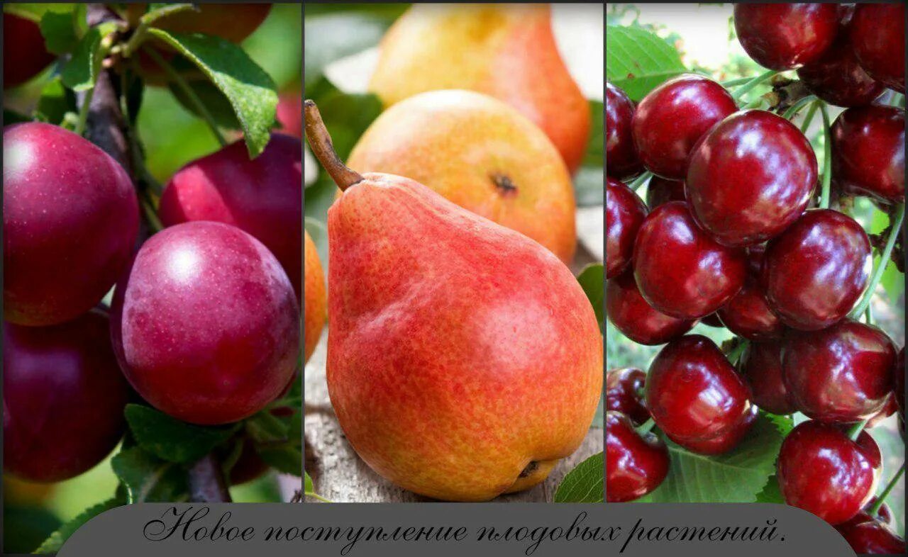 Саженцы плодовых. Плодово-ягодные деревья. Плодовые культуры. Плодово-ягодные культуры.