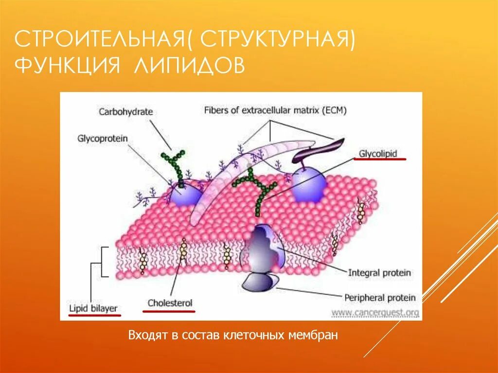 Липиды выполняющие строительную функцию. Функции липидов. Сигнальная функция липидов. Строительная функция липидов.