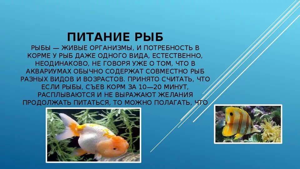 Зачем рыбам воздух. Рыба которая дышит воздухом. Рыба дышит в воде. Зачем рыбам воздух. Почему рыба плавает на поверхности аквариума.
