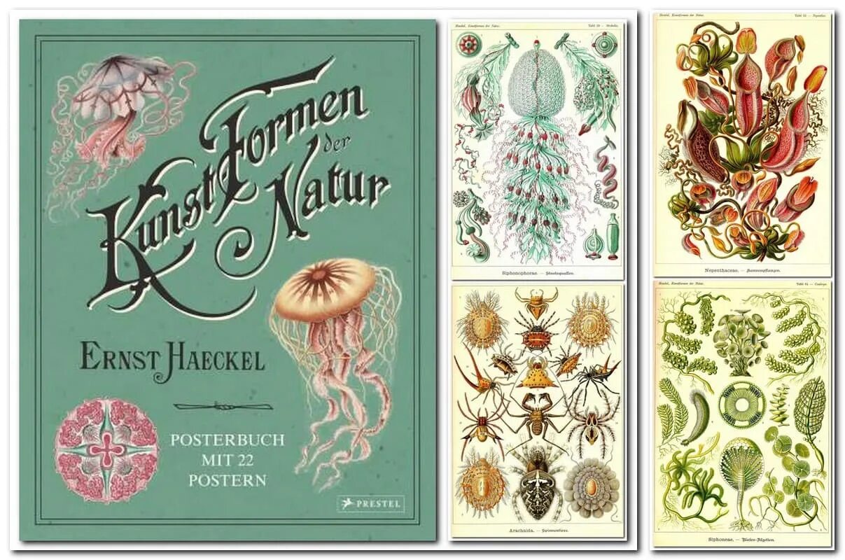 Крас форм. Эрнст Геккель красота форм в природе. Ernst Haeckel книга. Книга Эрнста Геккеля «красота форм в природе» (1904). Эрнст Геккель красота форм в природе иллюстрации.