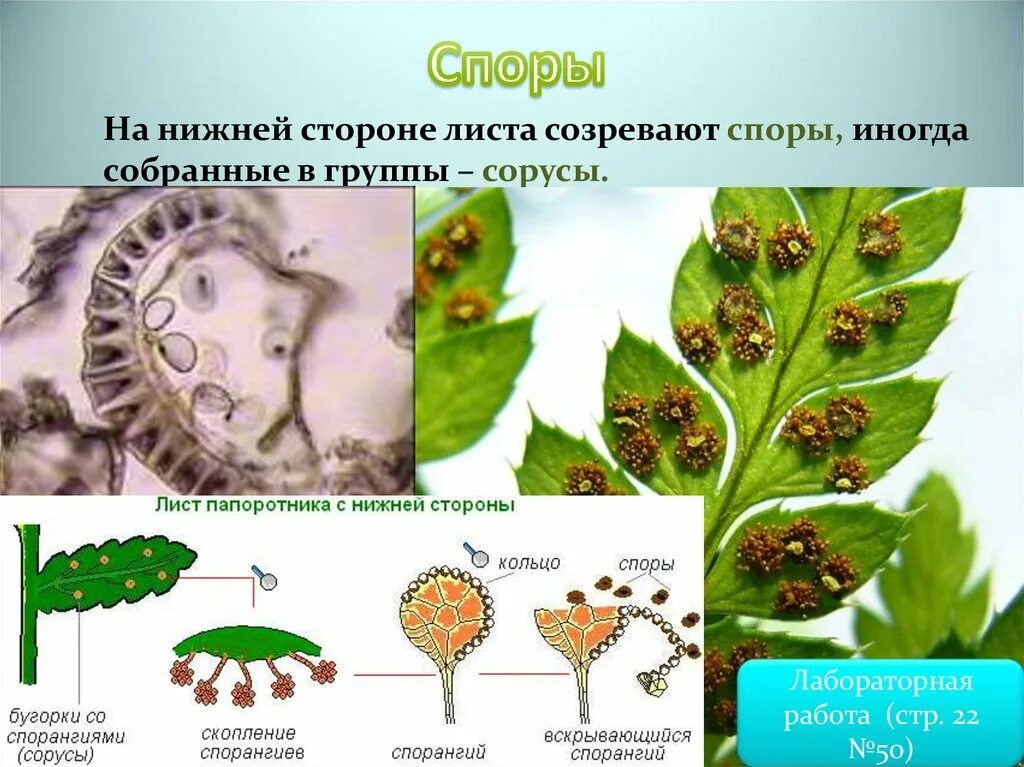 Споры созревают в спорангиях собранных в сорусы. Сорусы и спорангии. Сорусы папоротника. Спорангий щитовника. Сорусы спорангий споры.