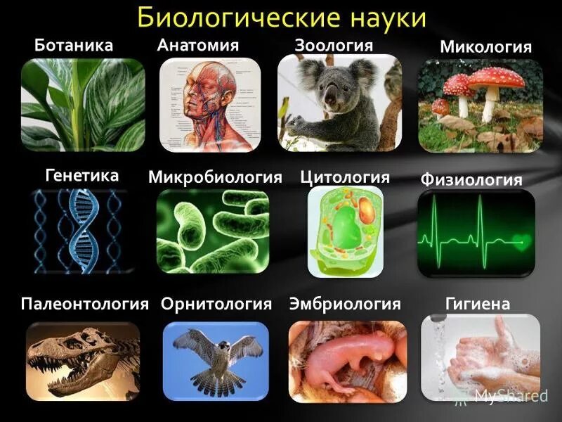 Области биологии 5. Разделы биологии. Биология Зоология ботаника анатомия. Биологические дисциплины. Науки биологии таблица.