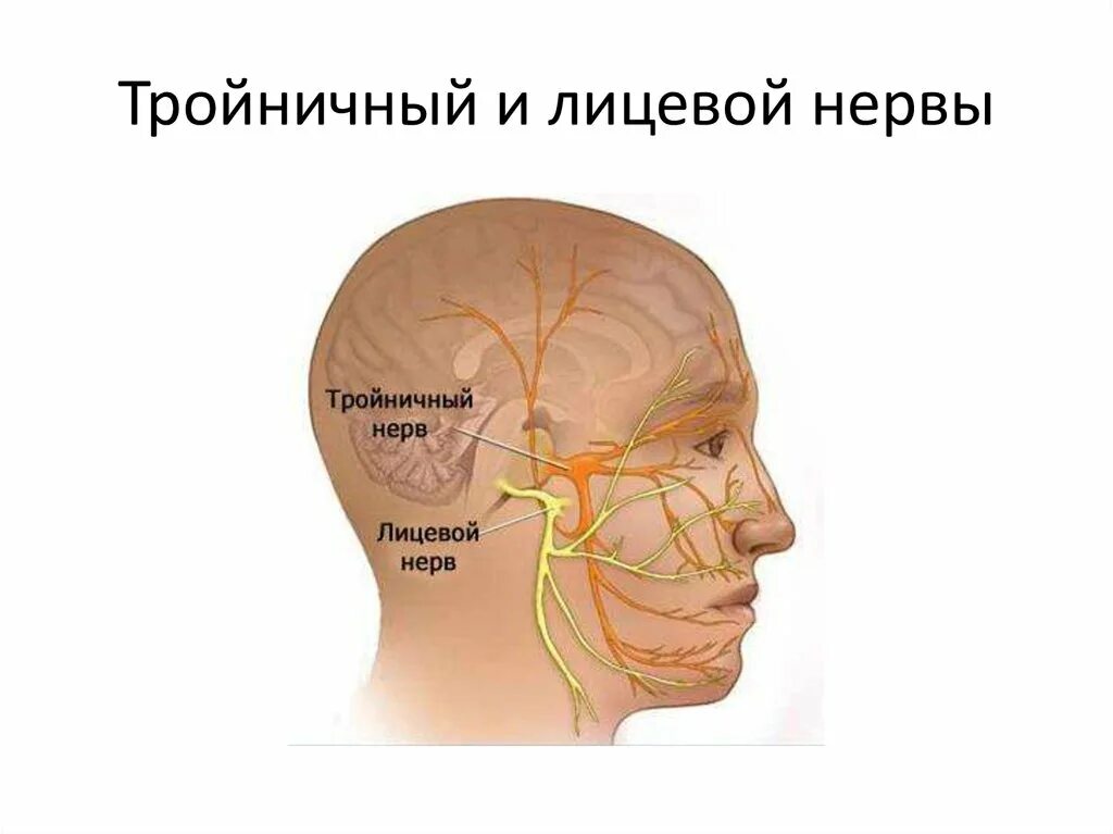 Тройничный нерв справа. Тройничный нерв. Тройничный нерв на лице. Лицевой и тройничный нервы.