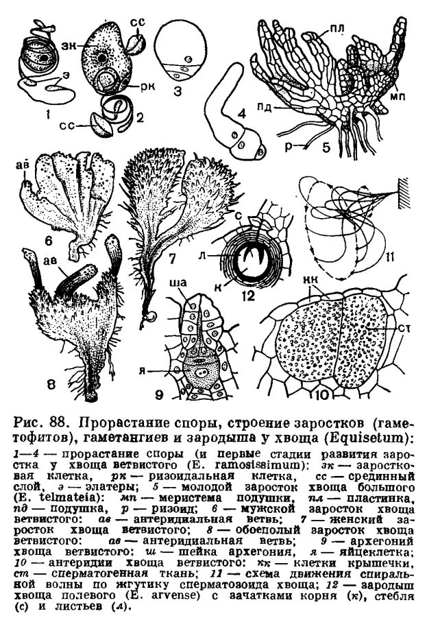 Клетки зародыша хвоща. Мужской и женский гаметофит хвоща полевого. Строение заростка хвоща. Строение гаметофита хвоща полевого. Строение споры хвоща.