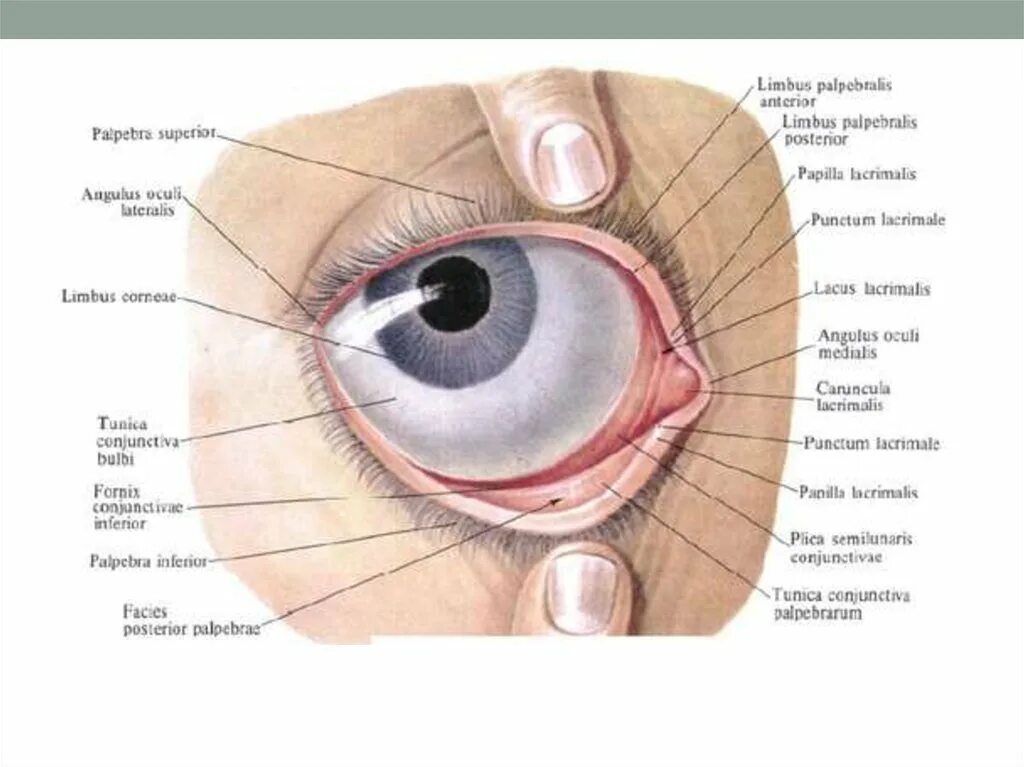 Веки зачем. Строение глаза конъюнктива. Строение глаза человека конъюнктивальный мешок. Нижний коньюктивитный мешок. Строение глаза человека конъюнктива.