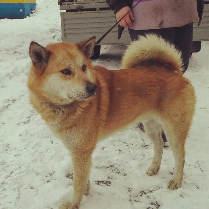 Щенки найденыши. Потеряшки собаки Хоста. Собаки найденыши в Московской области в районе деревни Полтево. Найденыши собаки