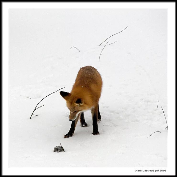 лисы охотятся. охота на лис по чернотропу. охота лисы на мышей. лиса. ловим лисицу.