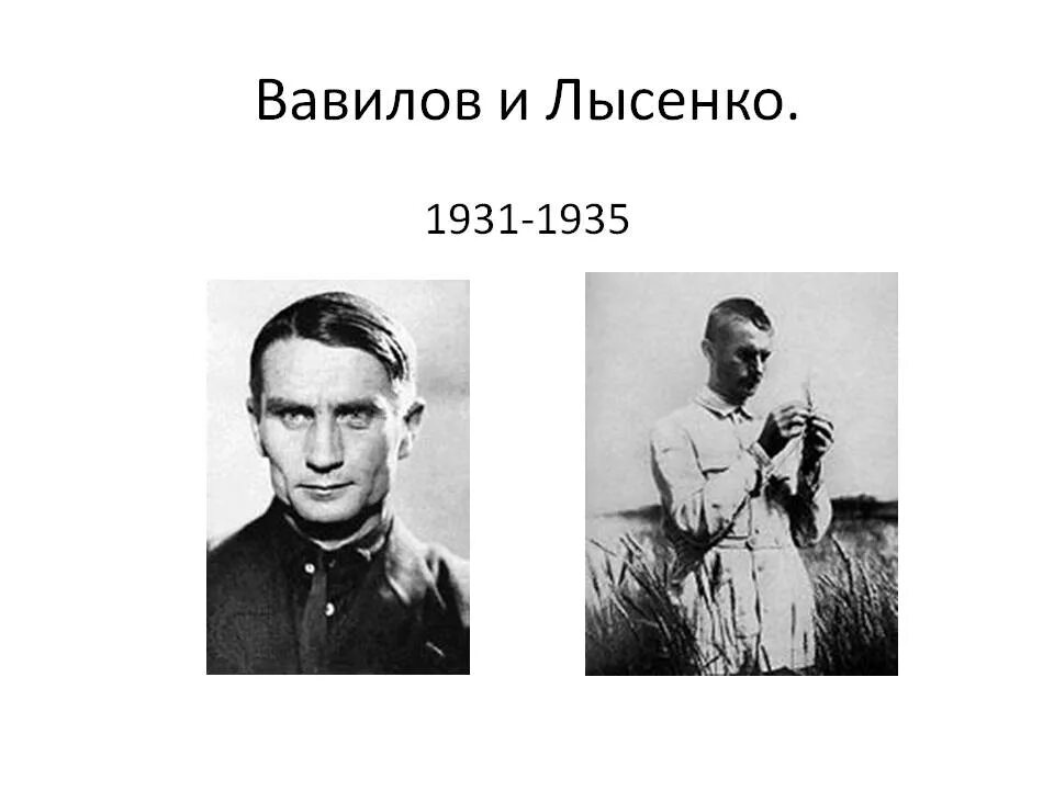 Эксперименты лысенко. Т.д.лысенко н.и.вавилов. вавилов и лысенко.