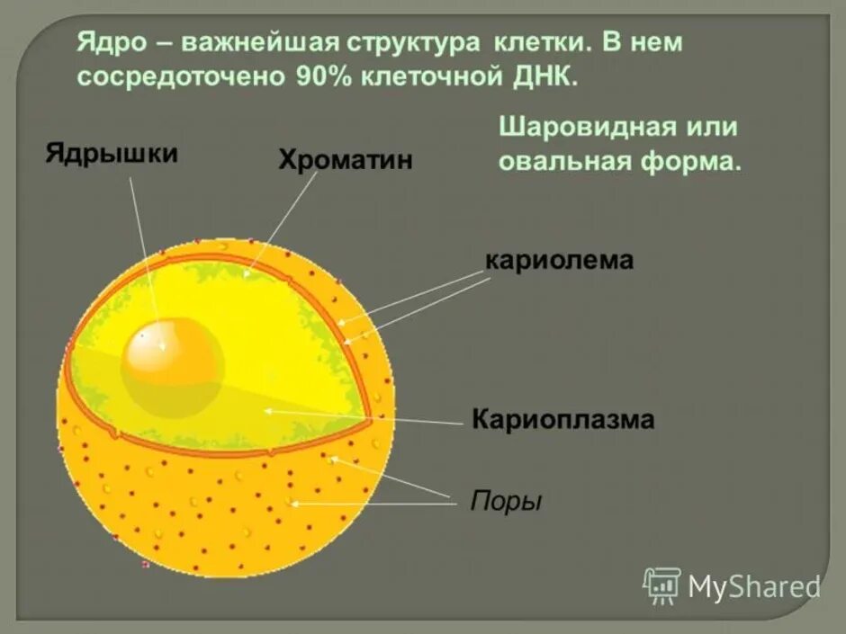 Составляющие элементы ядра. Структура строения ядра клетки. Строение ядра клетки. Строение клеточного ядра рисунок. Строение ядра клетки кариоплазма.