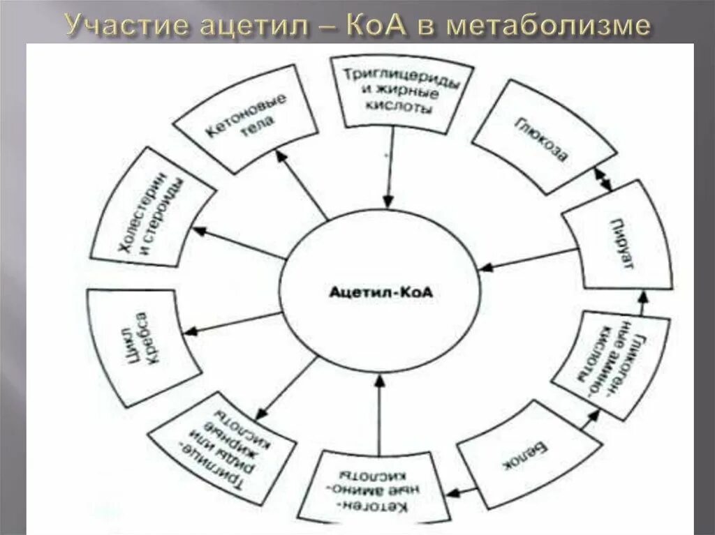 Метаболизм ацетил КОА. Схема образования и использования ацетил КОА. Участие ацетил-КОА. Основные пути образования ацетил-КОА. Ацетил коа пути