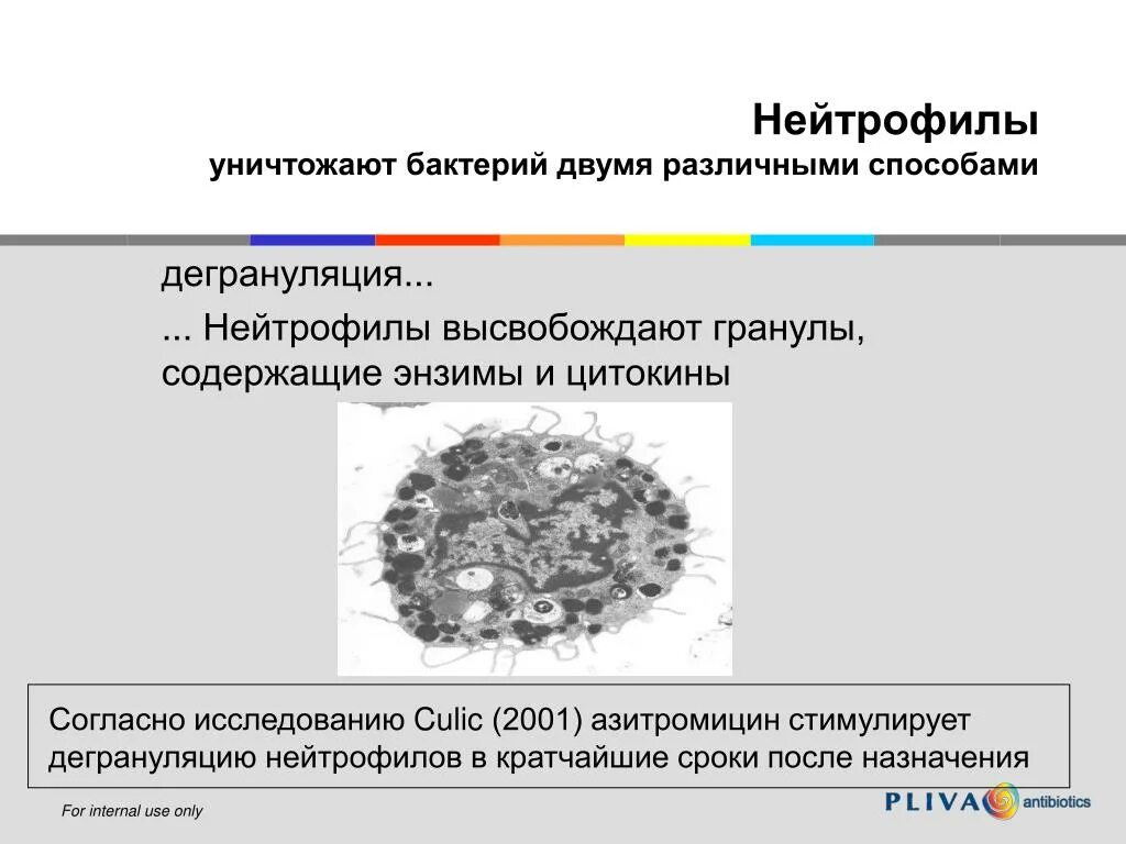 Секреторная дегрануляция нейтрофилов. Дегрануляция нейтрофилов. Нейтрофилы способы уничтожения бактерий. Нейтрофилы микроб. Разрушающие микроорганизмы