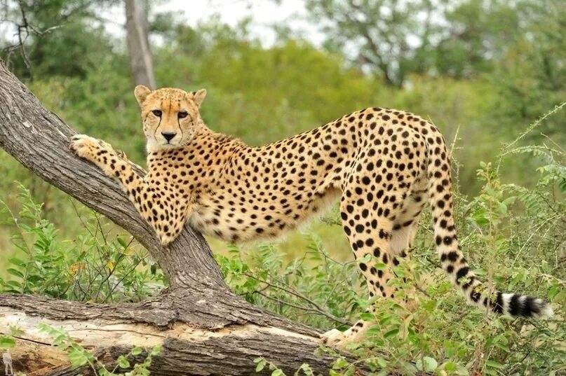 Загадка про гепарда. Самая быстрое животное в мире и его максимальная скорость. Самая быстрое животное в мире и его максимальная скорость. Самое быстрое животное в мире скорость. Какое самое быстреесухопутное животное.