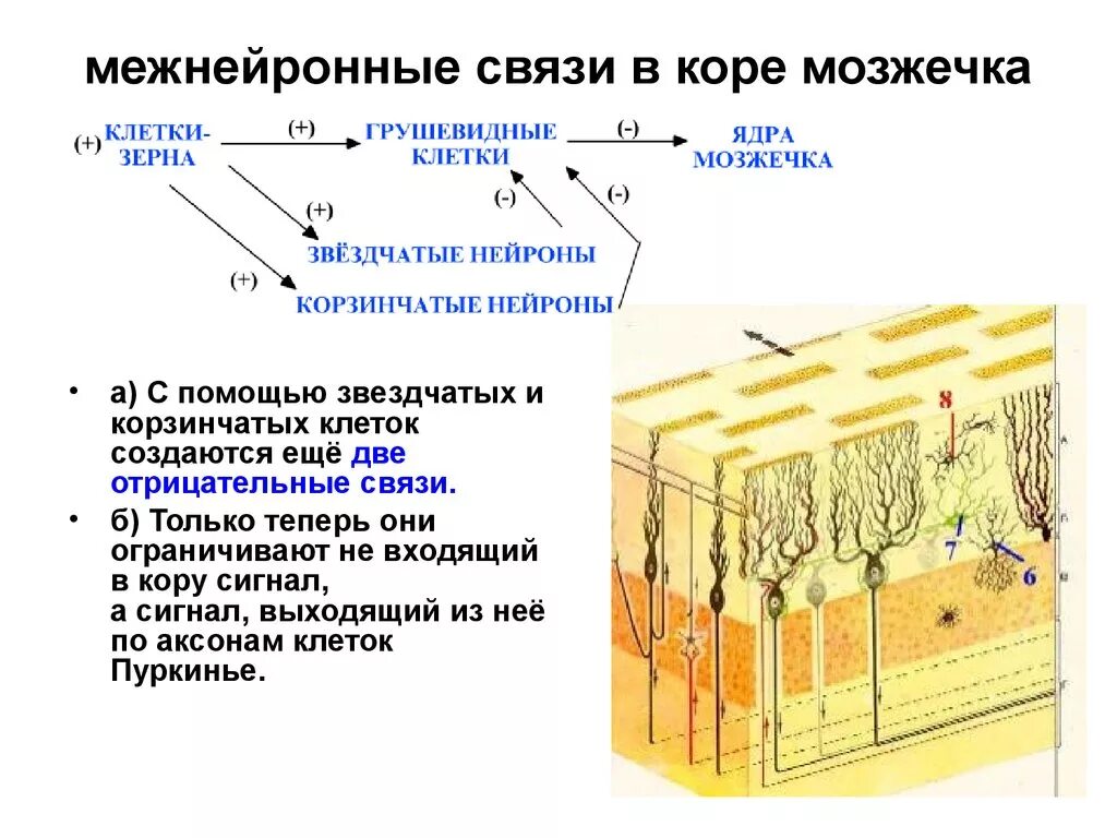 Ткань мозжечка. Схема нейронный состав коры мозжечка. Схема взаимодействия клеток коры мозжечка. Строение коры мозжечка гистология.