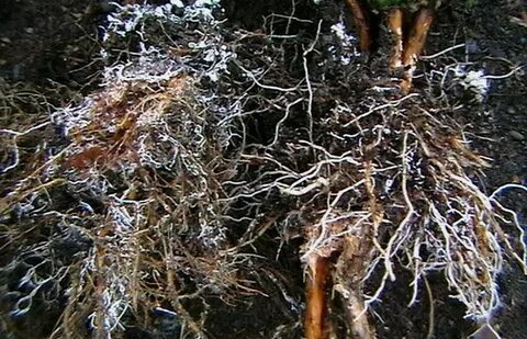 Почему в лесопосадках почву заселяют микоризными грибами