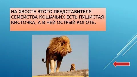 Хвостом окончание