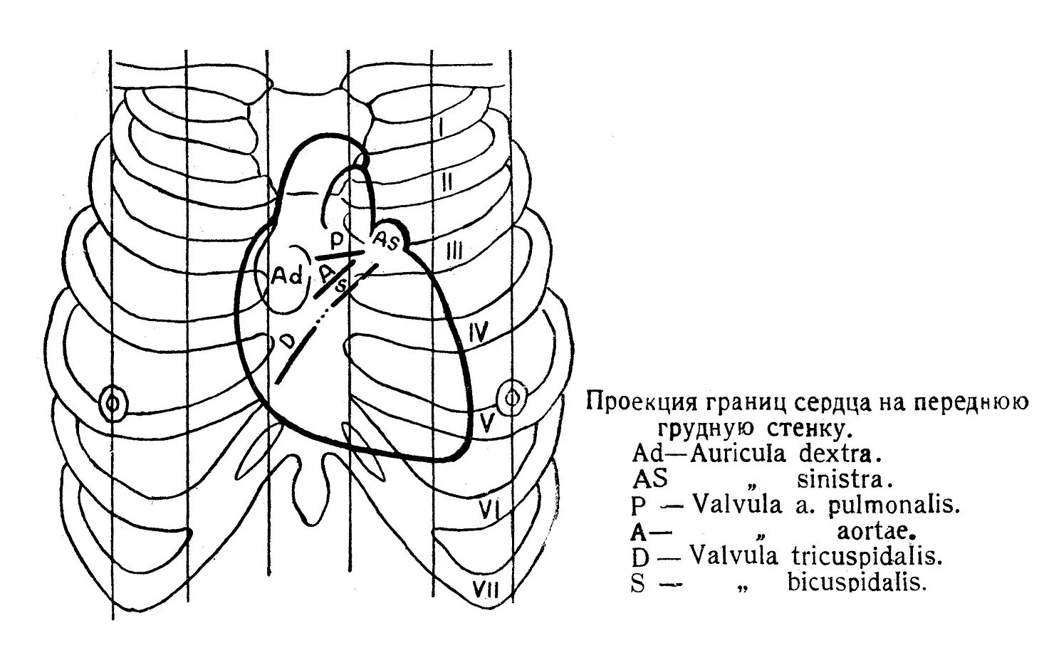 Проекция клапанов сердца на грудную клетку и точки выслушивания. Проекция клапанов сердца на грудную клетку анатомия. Проекция клапанов сердца на грудную клетку схема. Места проекции клапанов сердца на грудную клетку. Клапаны сердца на грудной клетке