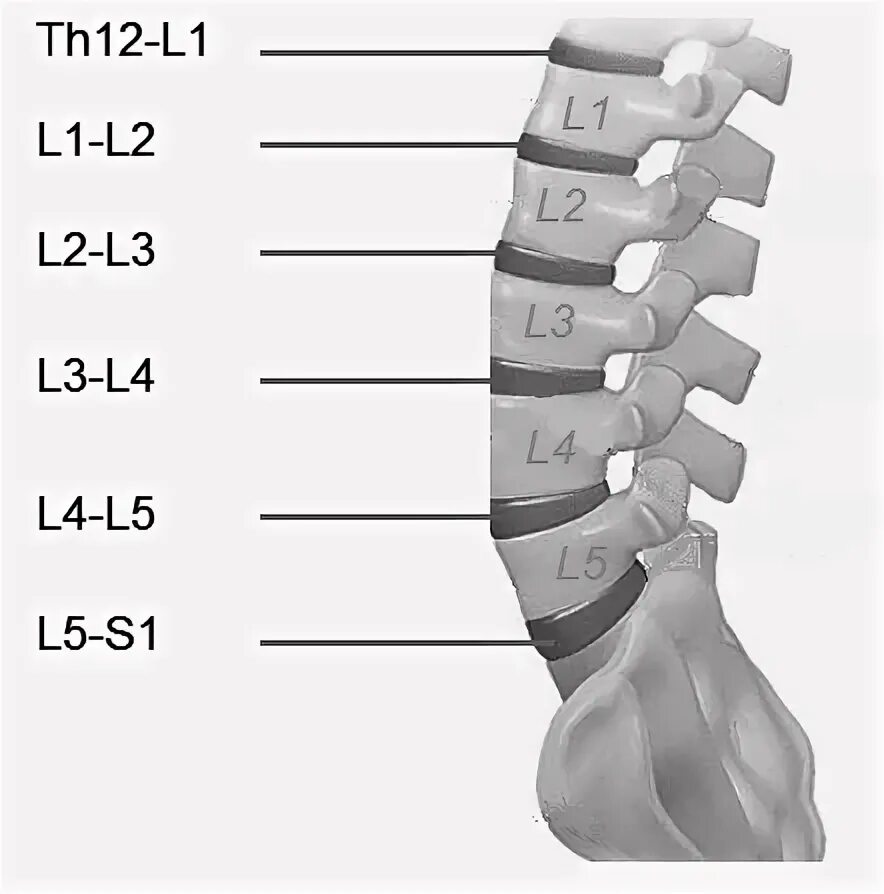 L4 отдел позвоночника. Позвонки l1-l4. Позвонки l2 l3.