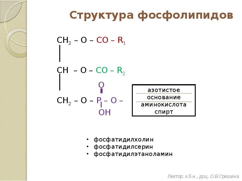 Схема фосфолипидов. Строение фосфолипидов. строение фосфолипида. фосфолипид строение. фосфолипиды строение и свойства.