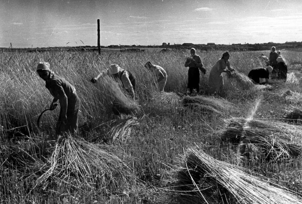 Бригадир в колхозе. Проверка колхозов. Тыл колхозы в вов 1941-1945. Целина 1954 хрущев. Колхоз в военные годы.