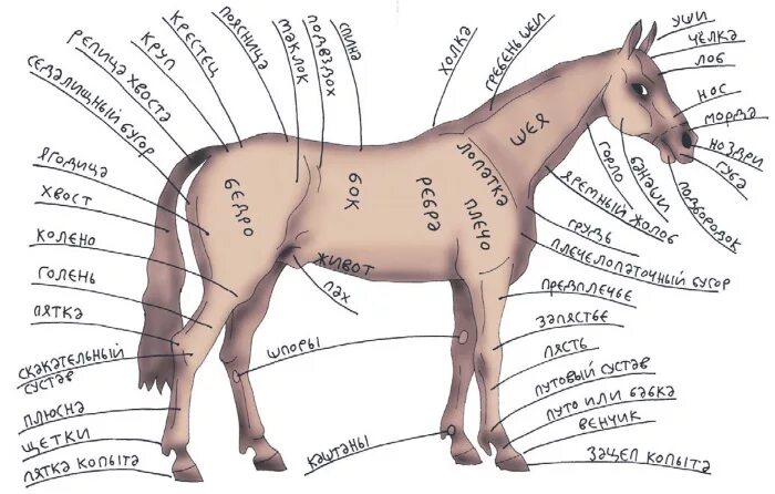 Как называется профессия где лошади. Строение холки у лошади. Части тела лошади названия. Стати экстерьера лошади. Экстерьер лошади по частям.