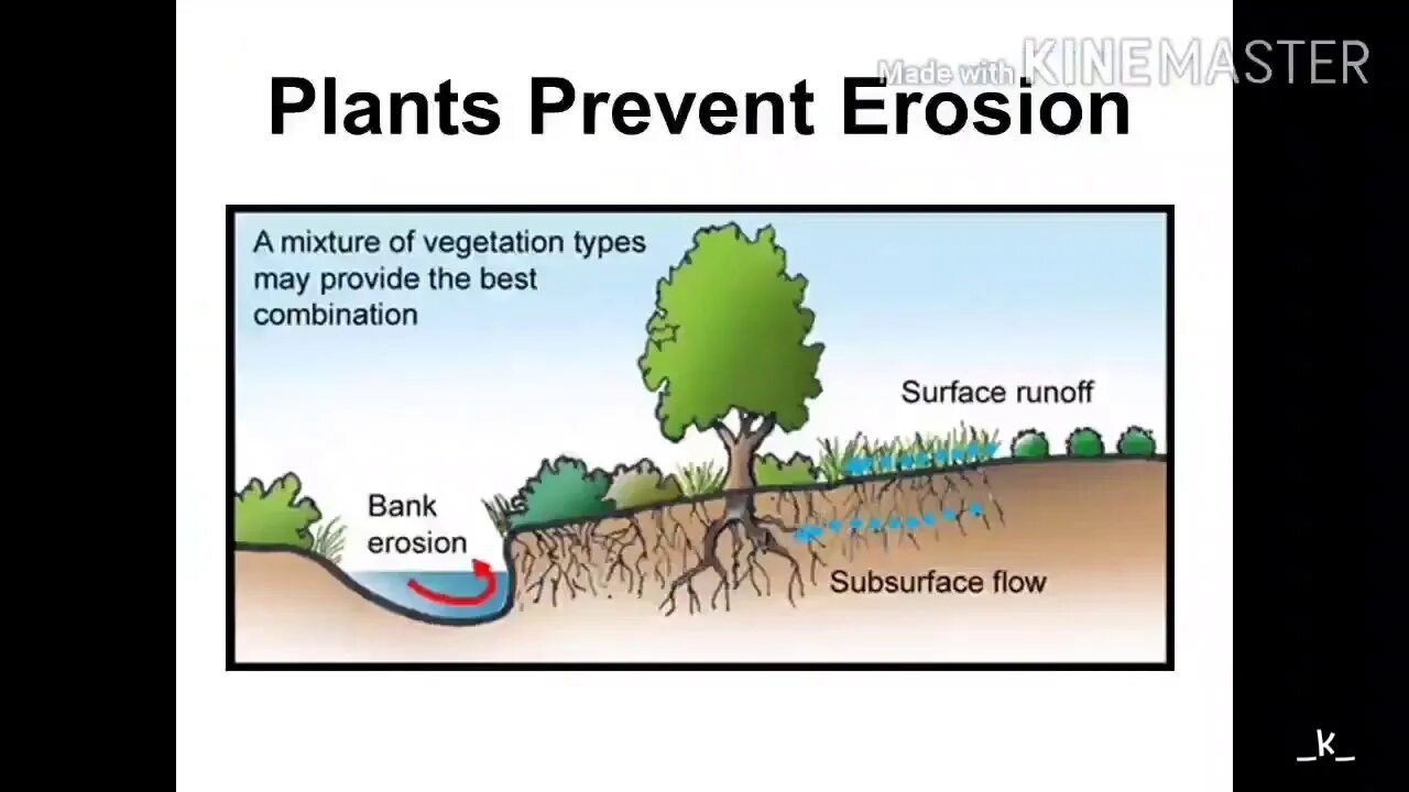 Vegetation and soils