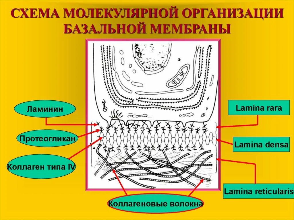 Базальная мембрана эпителия. Схема строения базальной мембраны. Базальная мембрана интегрины. Базальная мембрана схема. Базальная мембрана функции