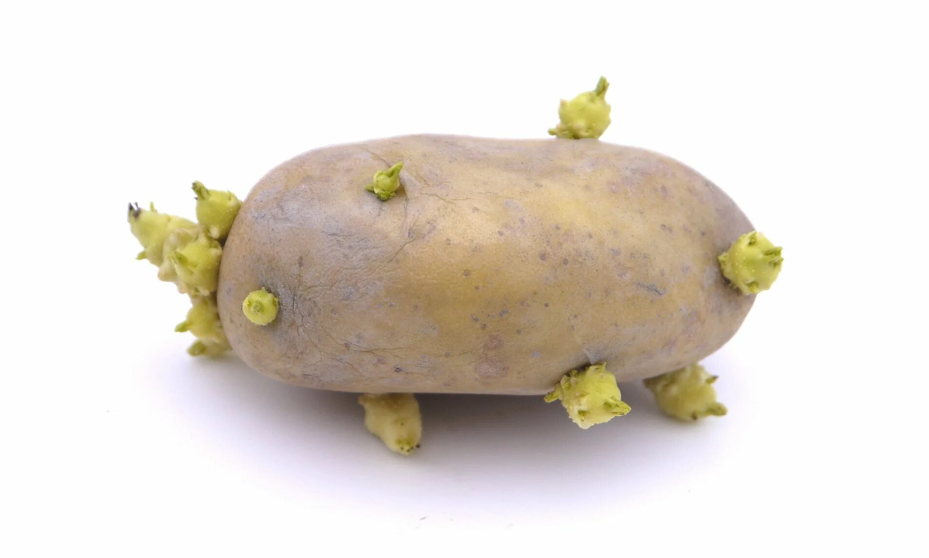 Poisonous potato update. Проросший картофель. Картошка с глазками. Картошка с отростками. Картофельные глазки.
