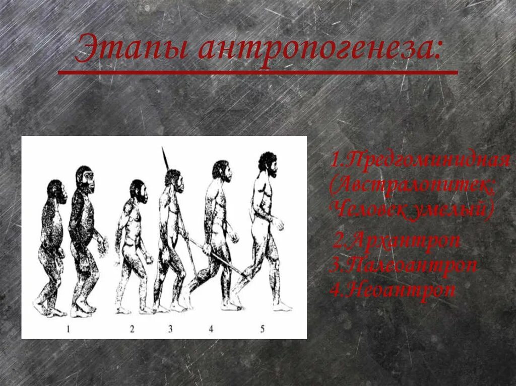 Верная последовательность этапов антропогенеза. Этапы антропогенеза. Стадии антропогенеза. Основные этапы антропогенеза. Этапы антропогенеза человека.