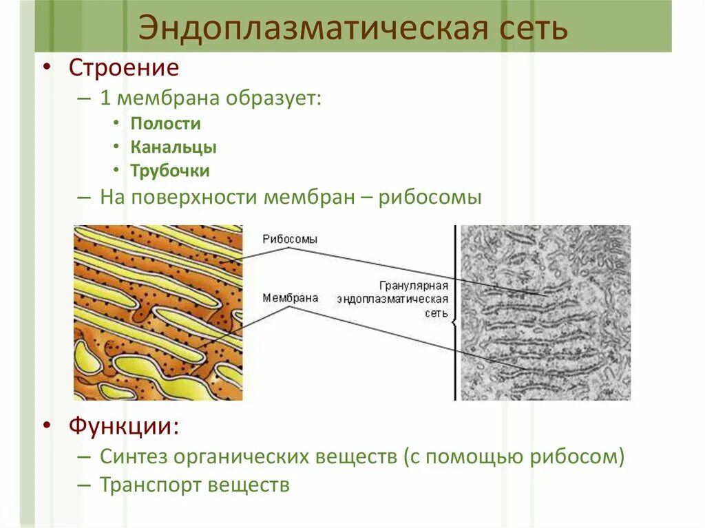 Канал эндоплазматической сети