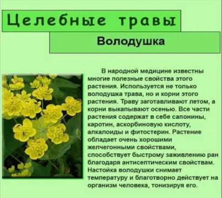 Володушка золотистая применение. Володушка растение. Володушка золотистая. Володушка Мартьянова. Володушка золотистая лекарственная.