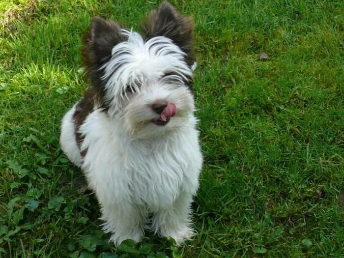 Йоркширский терьер бивер биро. Бивер-йоркширский терьер стриженный. Биро терьер. Йорк шоко берри. Бибель йорк.