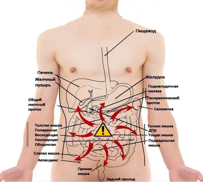 Органы человека находящиеся с левой стороны. Болит верх живота по центру под ребрами спереди. Болит левый бок снизу ребер. Что находится слева под ребрами у мужчины снизу. Боль с левой стороны сбоку живота.