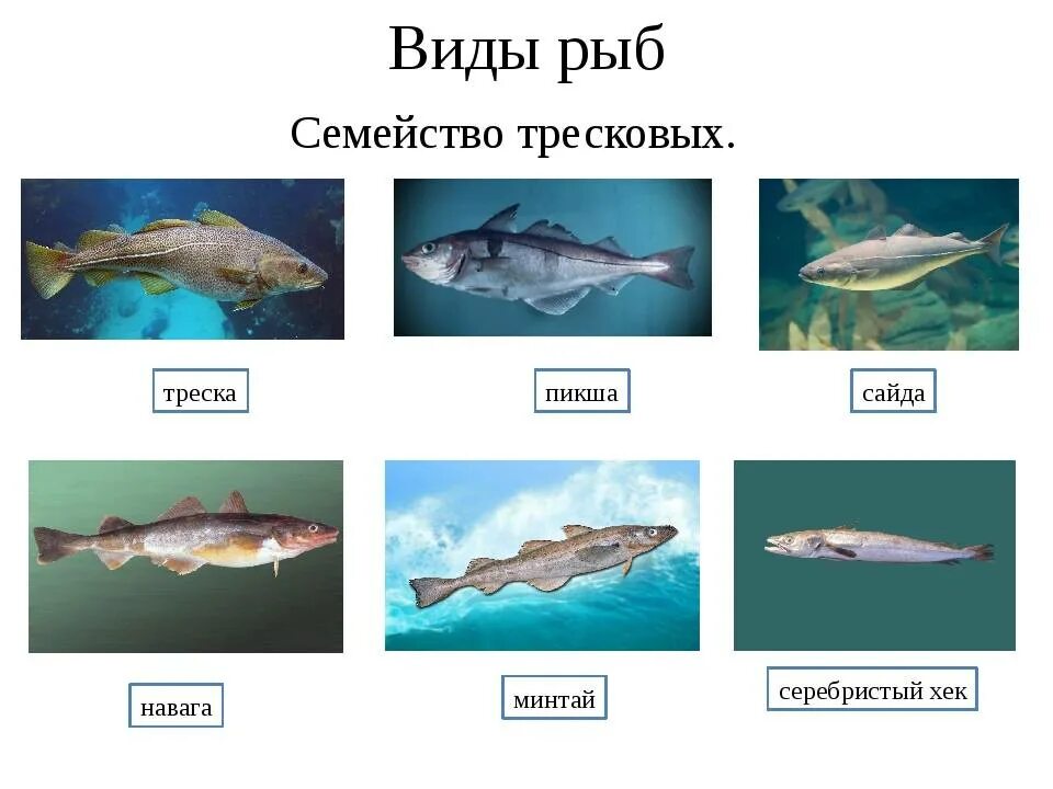 Треска семейство тресковых. Назовите рыб семейства тресковых. Семейство тресковые представители рыб. Рыба минтай семейство тресковых. Северная треска 6 букв