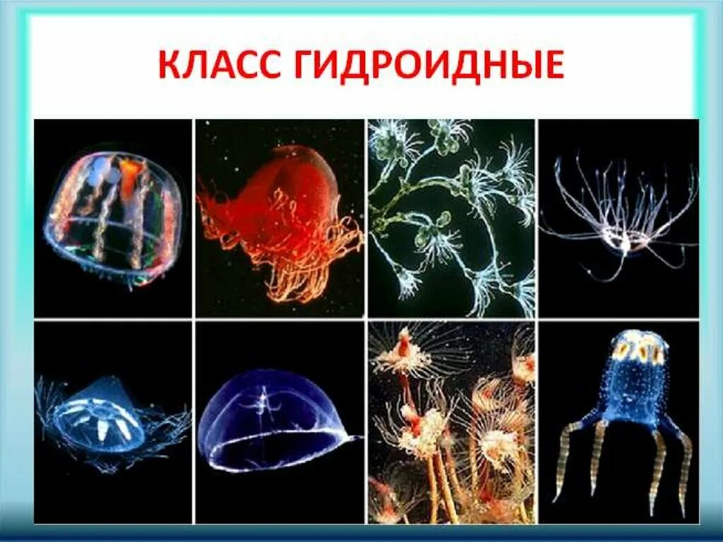 Многообразие кишечнополостных. Представители гидроидных кишечнополостных. Гидроидные медузы представители. Гидроидные полипы представители. Кишечнополостные медузы и Гидроидные.