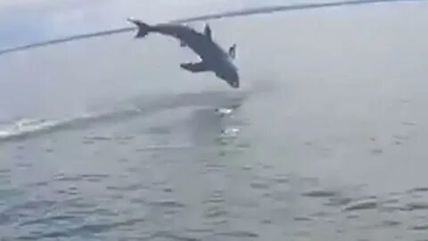 Поймать акулу на удочку