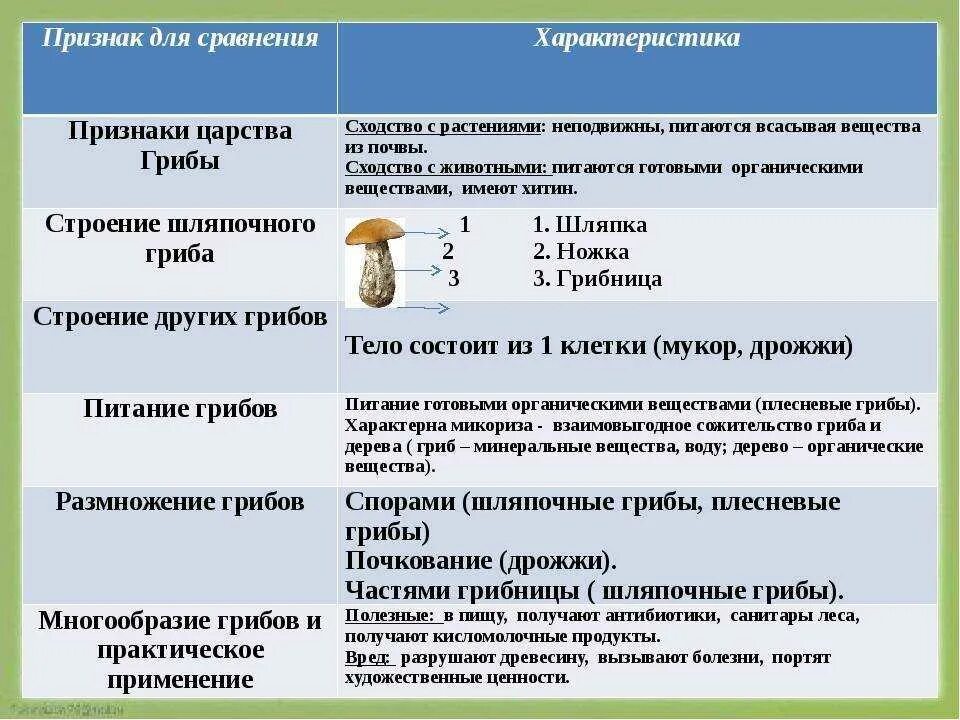 Заполнить таблицу грибы