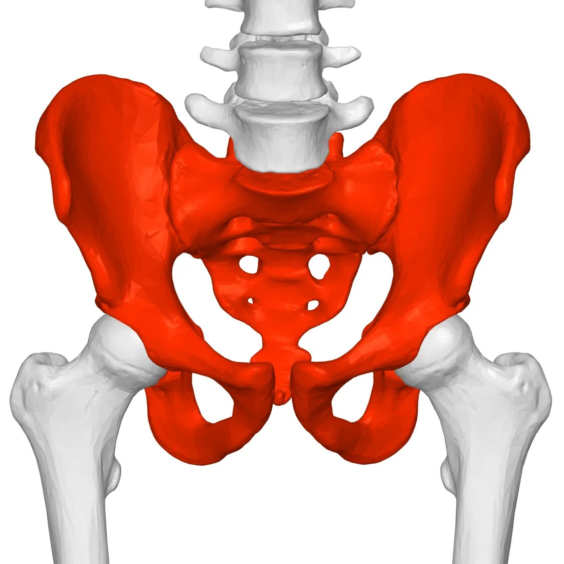 Кости таза. Таз человека. Таз кость. Таз анатомия человека. Позвоночник человека таз