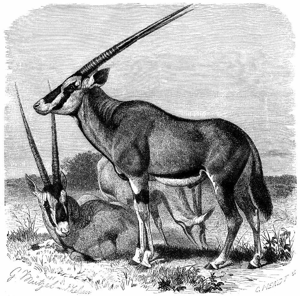 антилопа рода газелей 7. антилопа напоминающая быка нильгау. обыкновенный орикс. сахарский орикс. джейран парнокопытное млекопитающее.